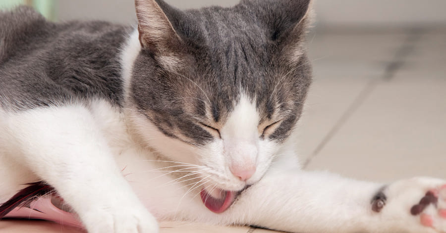 A melhor forma de remover uma carraça de um gato