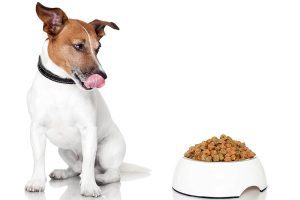 Melhores alimentos naturais para cães