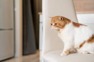 Conselhos sobre como deixar o seu gato sozinho em casa durante as férias