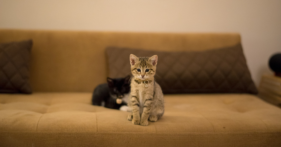 Quanto tempo é que um gato pode ser deixado sozinho em casa?
