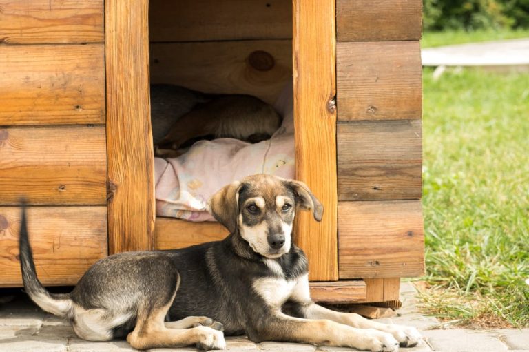 Os casotas mais adequados