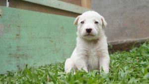 Como é o carácter dos cachorros quando adultos