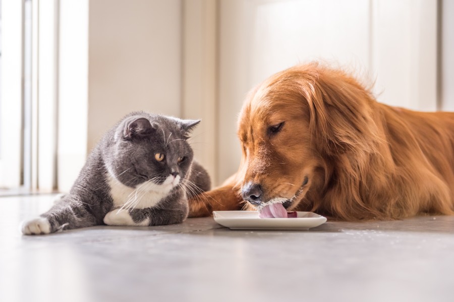 Leite para cães