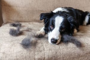 O que precisa de saber sobre a muda de pelo nos cães
