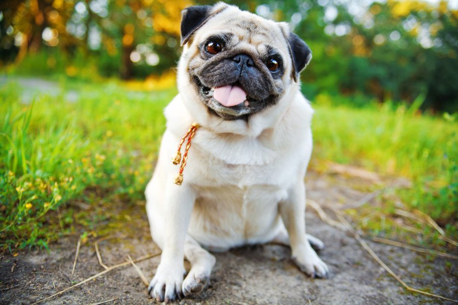 Pug