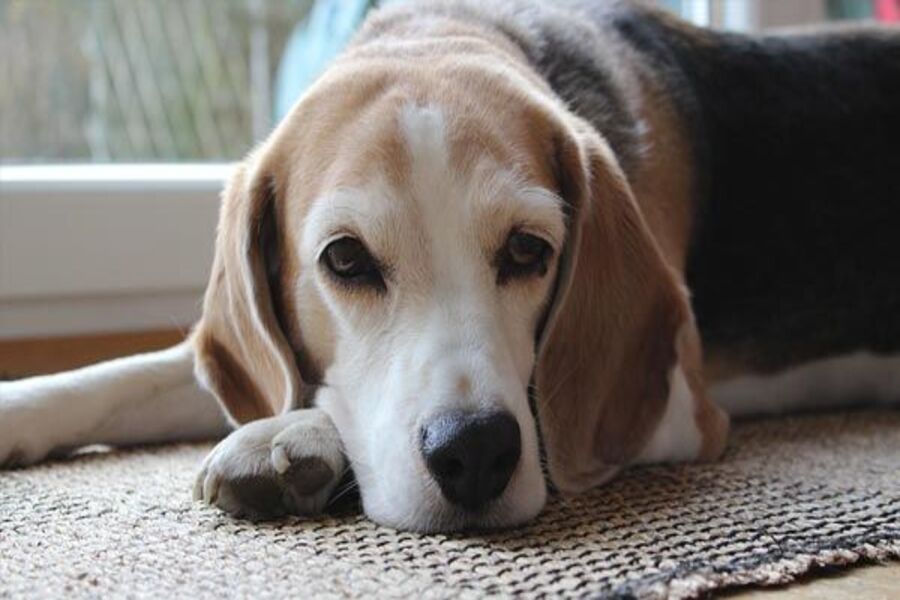 beagle