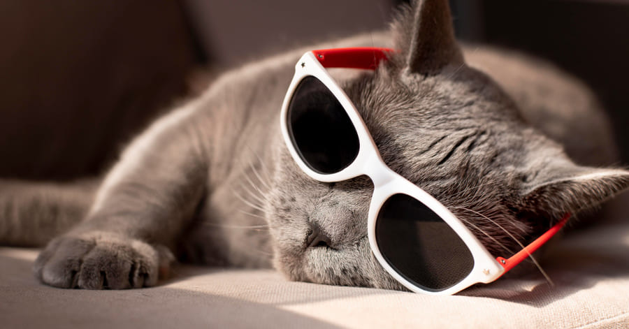 O que pode fazer para refrescar o seu gato