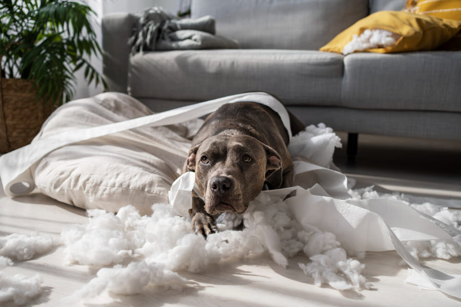 Conselhos para habituar o seu cão à nova rotina