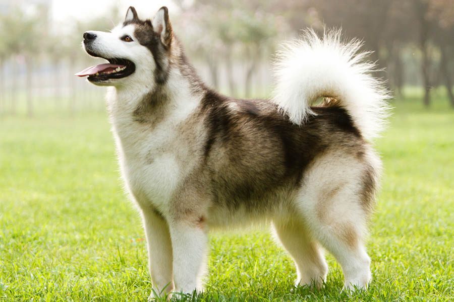 Malamute do Alasca