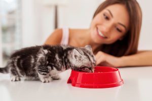 Como escolher o melhor bebedouro para o seu gato: tipos e conselhos