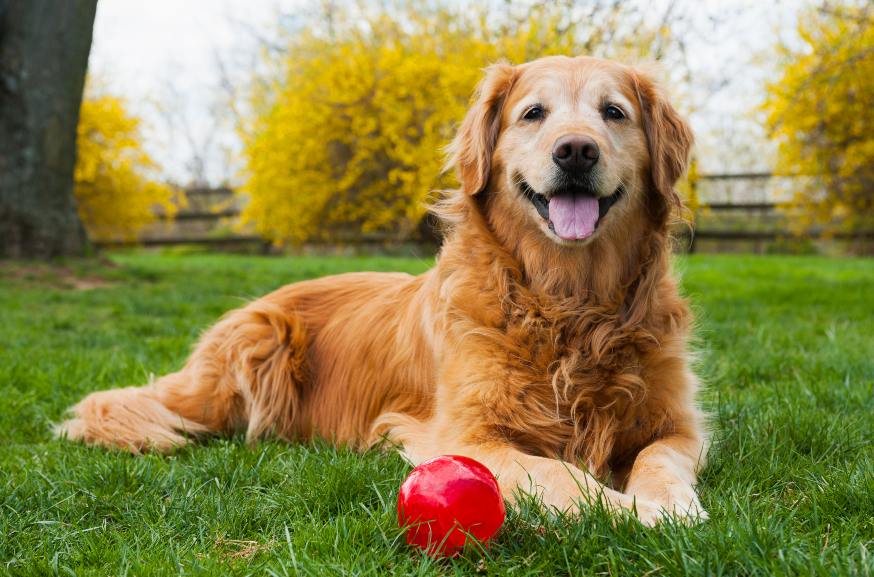 Um guia completo para cuidar de um cão sénior