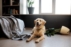 Depressão em cães: causas, sintomas e o que pode fazer