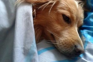 Constipações em cães: sintomas, tratamento e prevenção