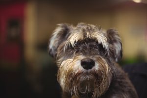 Cuidados com o pelo duro dos cães