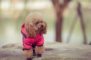 como escolher o tamanho do seu cão