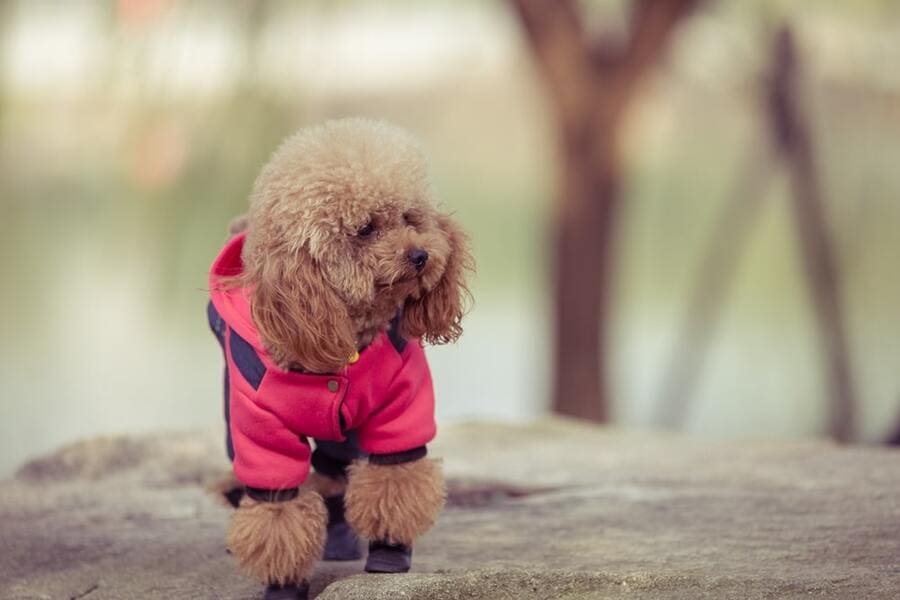 como escolher o tamanho do seu cão