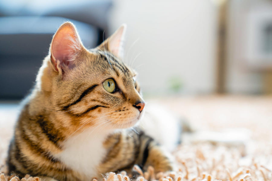 Cuidar do gato - Jogos de Cuidar do gato em  â€“ Jogos