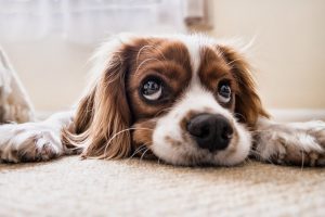 Como eliminar o cheiro a urina de cão do chão?
