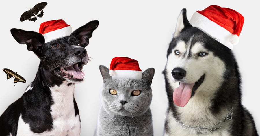 Cuidados e conselhos para um Natal seguro com o seu cão ou gato