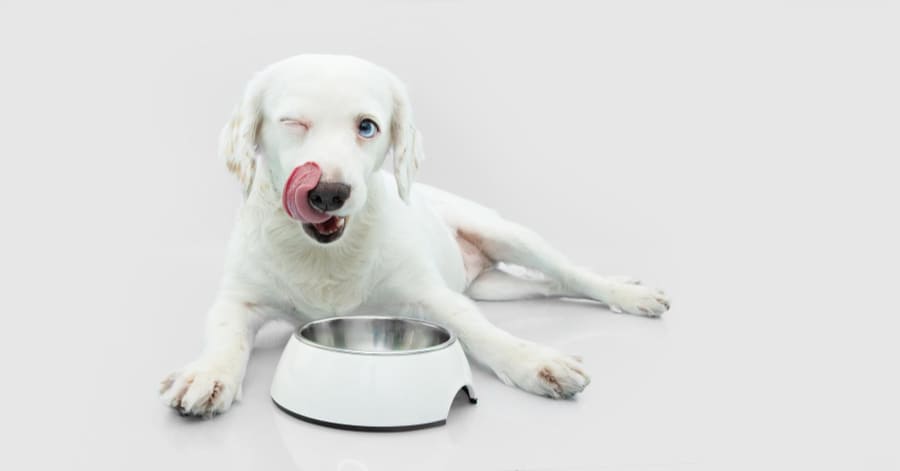 Descubra qual é a melhor ração natural para o seu cão