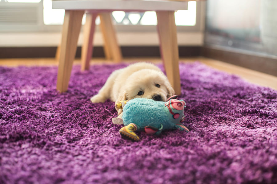 Jogos de Cão e Gato - Divertindo os pets em casa!