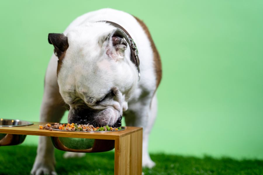 Dieta BARF para cachorros ou cães adultos