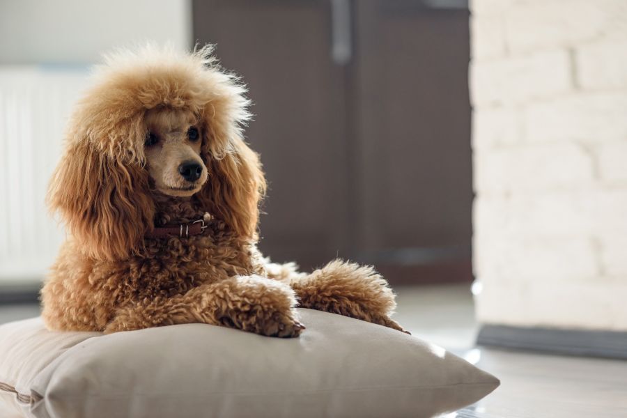 Cães de pelo encaracolado: raças, cuidados e dicas