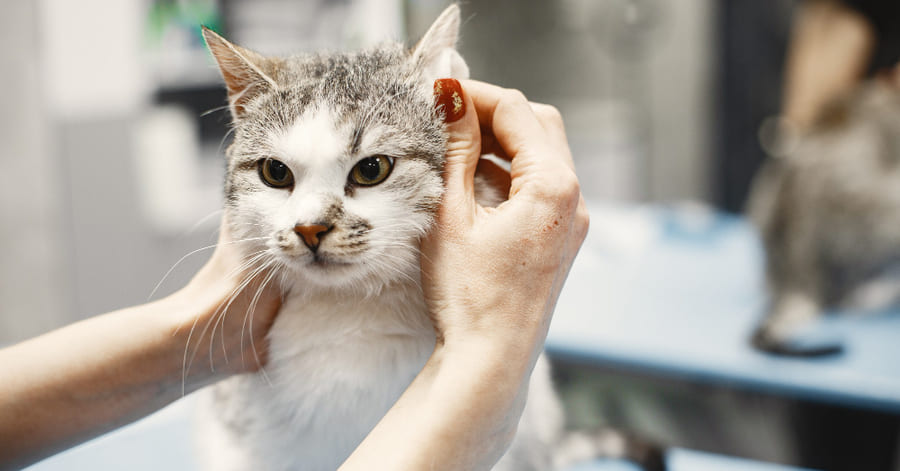 Quanto tempo dura a muda de pelo dos gatos?