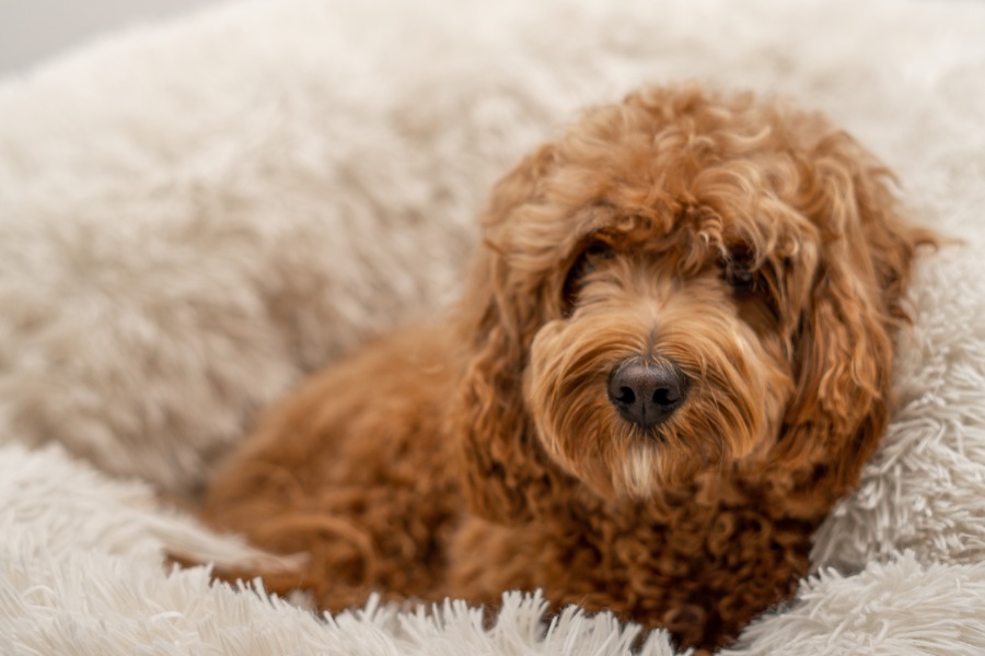 Os melhores tipos de camas para cães