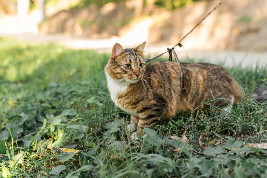 É possível passear um gato?