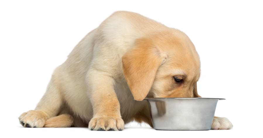 o melhor alimento para um cão Labrador