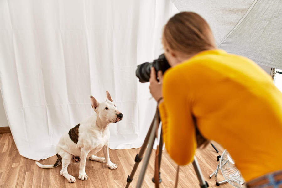 Dicas para fotografar animais de estimação, como cães e gatos