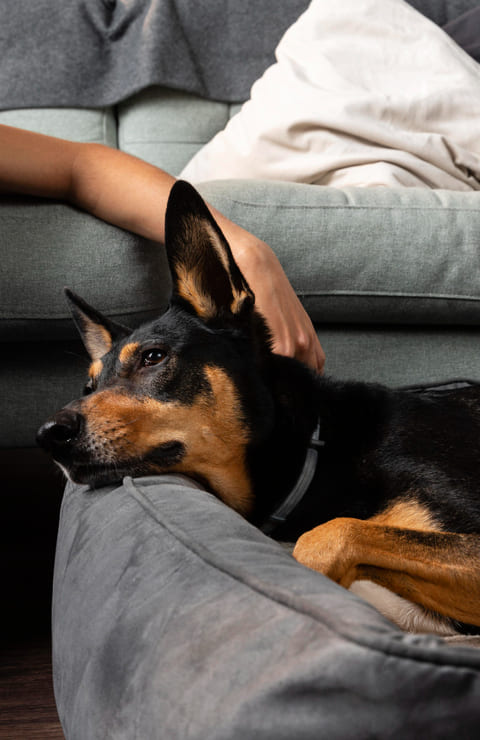 Existe depressão nos cães?