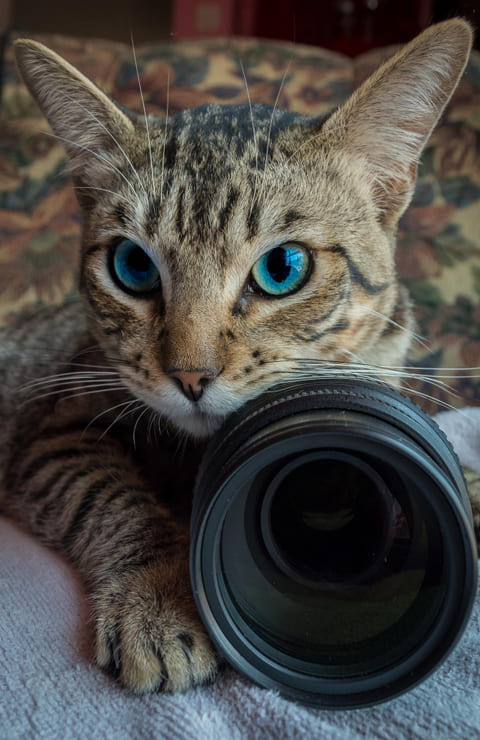 Dicas para fotografar o seu gato