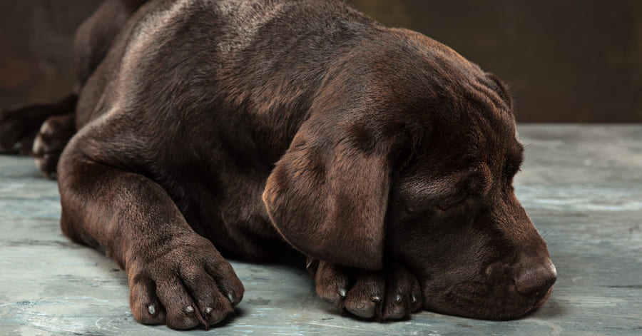 Como é que sei se o meu cão tem depressão?