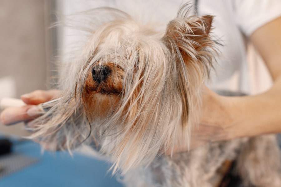 conselhos de cuidados e manutenção para cães de pelo comprido