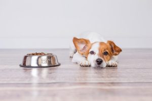 alergias e intolerâncias alimentares em cães