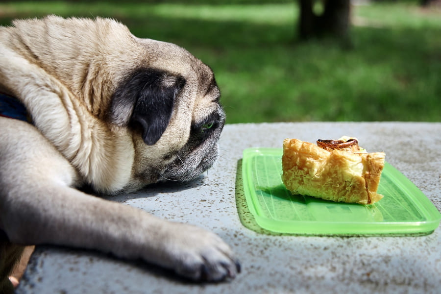 Alimentos que os cães não podem comer