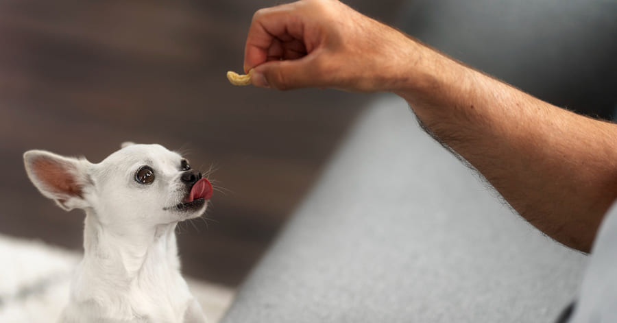 Lista de alimentos proibidos e tóxicos para cães