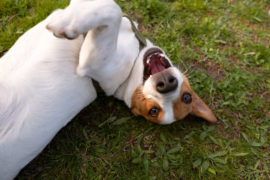 Os melhores repelentes de insetos para cães