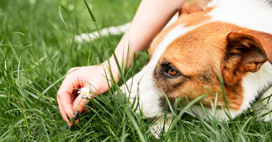 Saiba como proteger os cães dos mosquitos