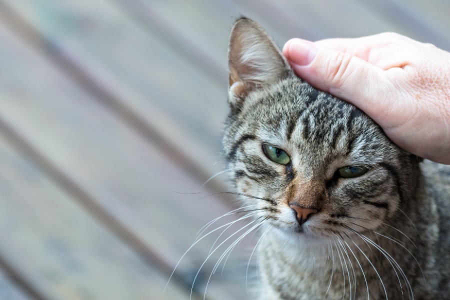 Conheça os melhores repelentes para gatos