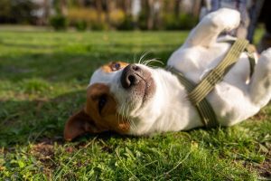 Cães e mosquitos: consequências, doenças e prevenção