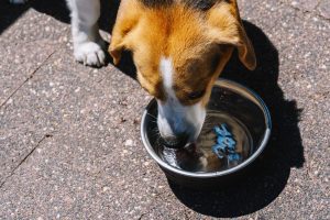 Descubra os melhores bebedouros para cães