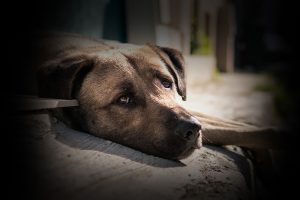 Encontrei um cão abandonado, o que devo fazer?