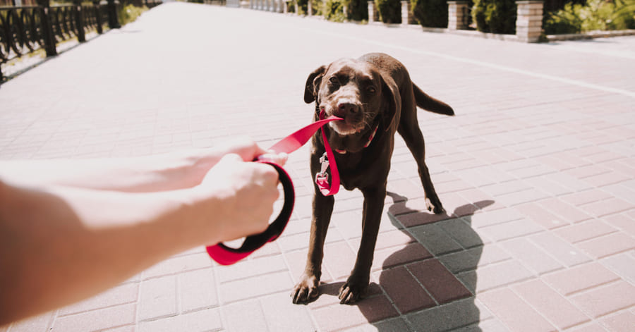 Treino de cães: reforço positivo e castigo.