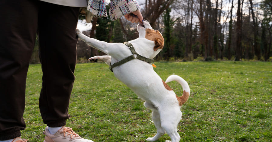 treino de reforço positivo em cães