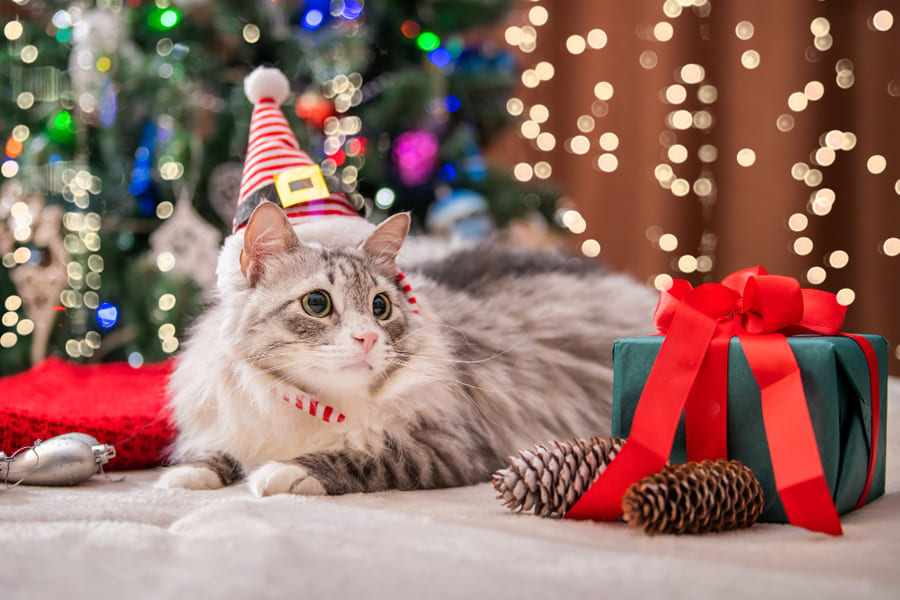 Melhores ideias de presentes de natal para gatos