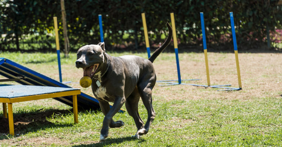 Conselhos de exercício para cães