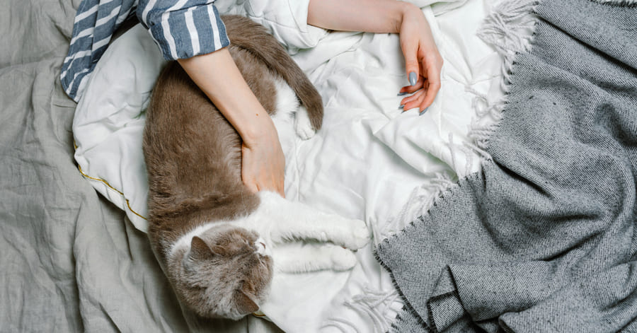 como um gato mostra que o ama